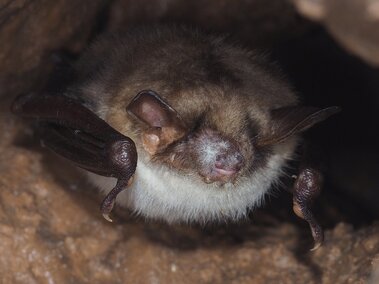 Bat resting in a cave with white nose syndrome. 