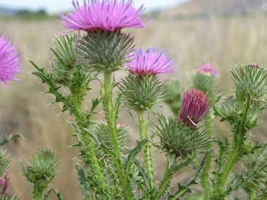 Purple plumeless thistle flowers with spiky green stems in a grassy field.
