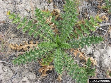 Plumeless thistle plant with green jagged leaves growing on dry, cracked soil.