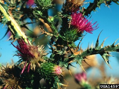 Thistle plant with sharp spikes and vibrant pink flowers against a blue sky.