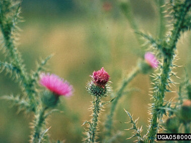 Thistle plants with spiky stems and pink blooms in a blurry green field.