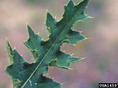 Green leaf with sharp, spiky edges and fine hairs against a blurred background.