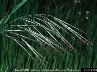 Close-up of long, slender, red-tipped ripgut brome panicle against a blurred dark green background.