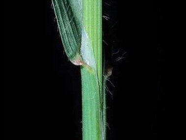 Green ripgut brome stem with blade attachment in close-up, featuring fine hairs and dark background.