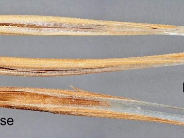 Three brown grass seeds with labeled parts: awn, lemma teeth, and broken base.