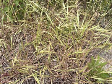 Tall ripgut brome and dry weeds with green leaves in the background.
