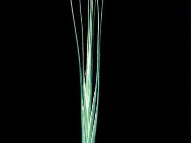 Thin green ripgut brome panicle against a black background.