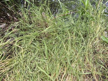 Ripgut brome beside a flowing stream.