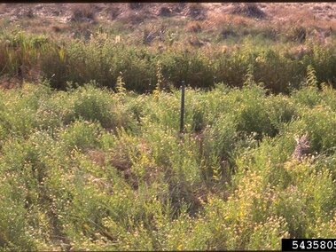 Dense Russian knapwood and dry grass surrounding a thin metal post in a rural field.