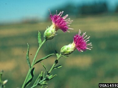 Purple Russian knapweed flowers with green stems against a blurred field background.