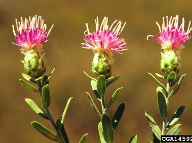 Three pink Russian knapweed flowers with green stems against a blurred brown background.