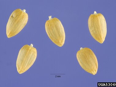 Five small yellow-brown seeds on a blue background, with a scale showing 2 mm.