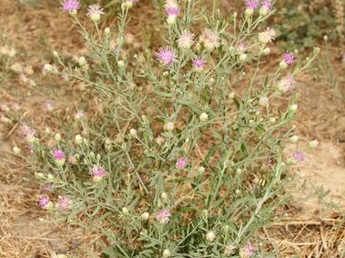 Russian knapweed plant with purple flowers growing in dry, grassy soil.