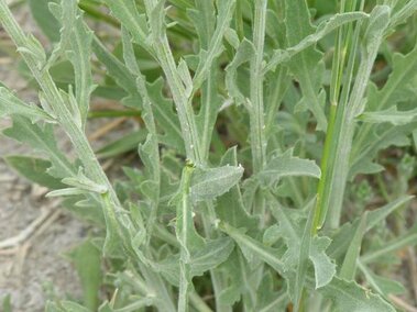 Green plant stems with lobed and serrated leaves on a dry ground landscape. 