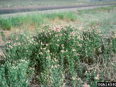 Flowering pink Russian knapweed plants on dry grass near a roadside.