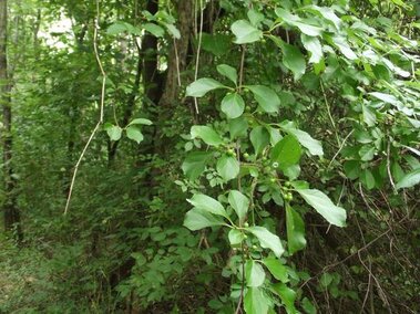 Roundleaf bittersweet growing in a dense forest setting.