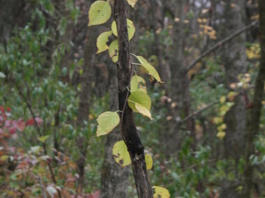 Round leaf bittersweet vine with yellow leaves climbing a dark tree trunk in a forest setting.