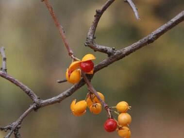 Branch with red round leaf bittersweet berries and yellow capsules against a blurred autumn background.