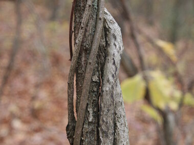 Round leaf bittersweet vine twisting around a tree trunk in a forest setting with autumn leaves.