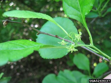 Round leaf bittersweet with oval green leaves and small hanging yellow-green flowers surrounded by lush leaves.