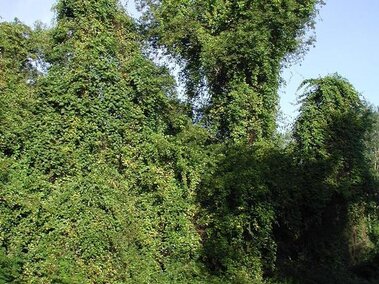 Dense green round leaf bittersweet vines covering trees beside a grassy railroad track under a clear sky.