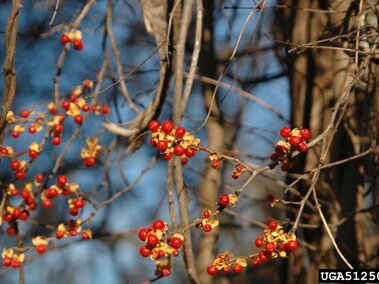 Bright red berries on thin branches against a backdrop of bare trees and blue sky.