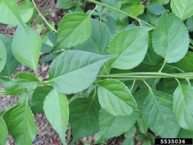 Oval, green leaves with serrated edges on thin stems.