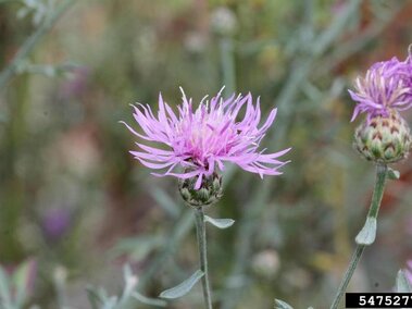Purple spotted knapweed flower with spiky petals on a blurred natural background.