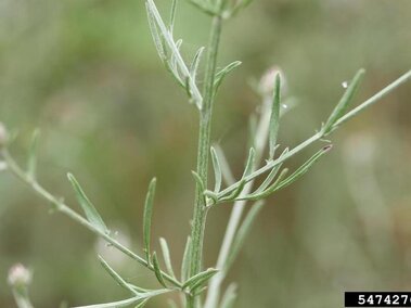 Green spotted knapweed stem with thin, elongated leaves and small budding tips, blurred background.