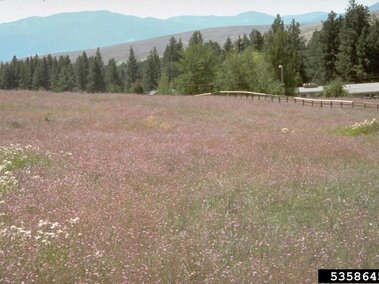 Field with pink flowering spotted knapweed, trees in the background, and a wooden fence along one side.