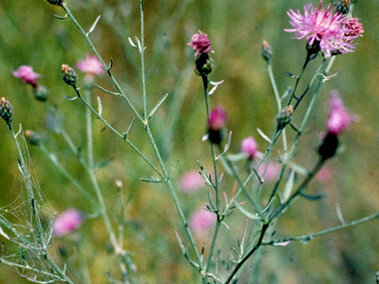 Spotted knapweed plant with vibrant pink flowers and thin green stems in a natural outdoor setting.