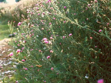 Pink flowering plumeless thistle growing along a rustic path in a sunny countryside setting.