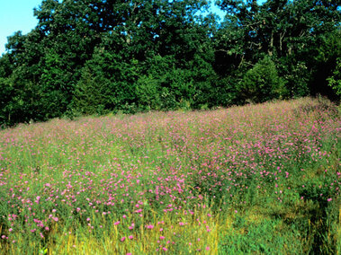 Field of pink flowering spotted knapweed with dense green trees in the background under a bright blue sky.