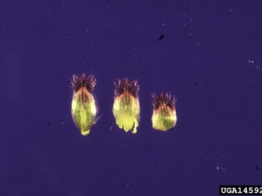 Green and brown seeds with spiky tops against a purple background.
