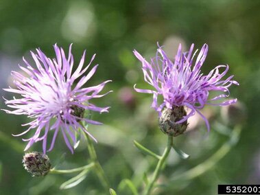 Purple spotted knapweed flowers with fringed petals in soft-focus greenery.