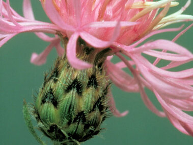 Pink spotted knapweed flower with spiky green base against a muted green background.