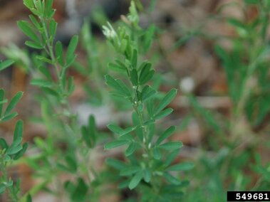 Green, leafy sericea lespedeza plant with small stalks, set against a blurred earthy background.