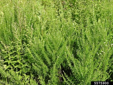 Dense green sericea lespedeza and leafy plants in bright sunlight.