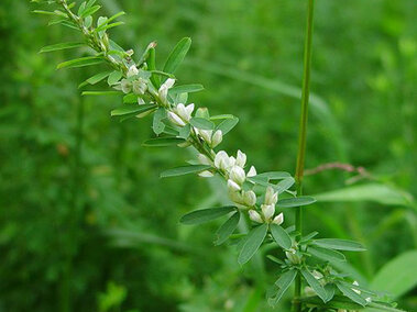 Thin green sericea lespedeza stem with small white flowers in a lush outdoor setting.