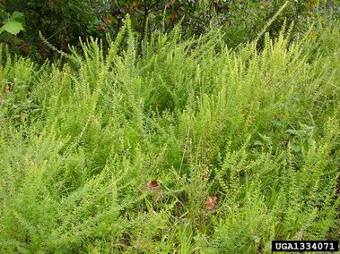Dense green sericea lespedeza with tall, feathery plants in a natural outdoor setting.