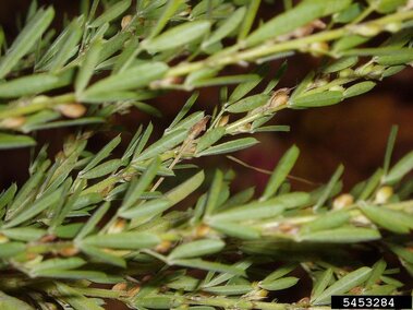 Green slender branches of sericea lespedeza with small leaves and seeds closely clustered.