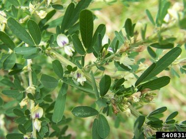 Green leafy sericea lespedeza with small purple and white flowers scattered among stems.