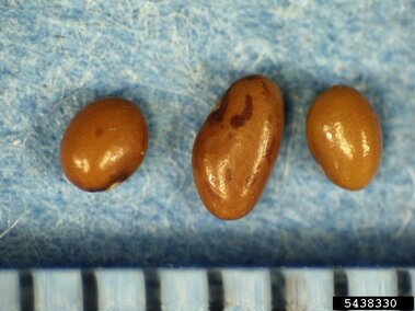 Three brown seeds on a blue textured surface with a ruler in the foreground.