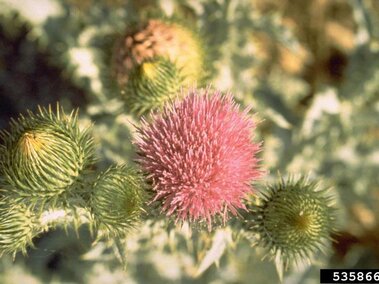 Pink scotch thistle flower blooming among spiky green buds and foliage.