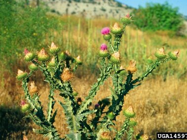 Scotch thistle plant with spiky leaves and pink blooms in a dry grassy field.