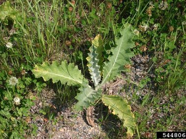 Green scotch thistle plant with jagged leaves surrounded by grass and clover.