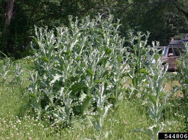Scotch thistle plants with spiky leaves growing in a grassy area near a car in the background.