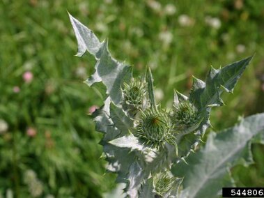 Scotch thistle plant with sharp leaves and budding flowers in a green field.