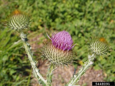 Purple scotch thistle bloom surrounded by spiky buds in a green, grassy field.