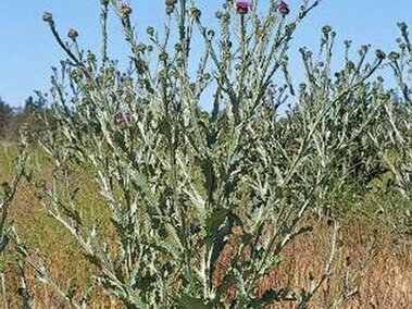 Large scotch thistle plant with purple flowers in a grassy field under a clear blue sky.